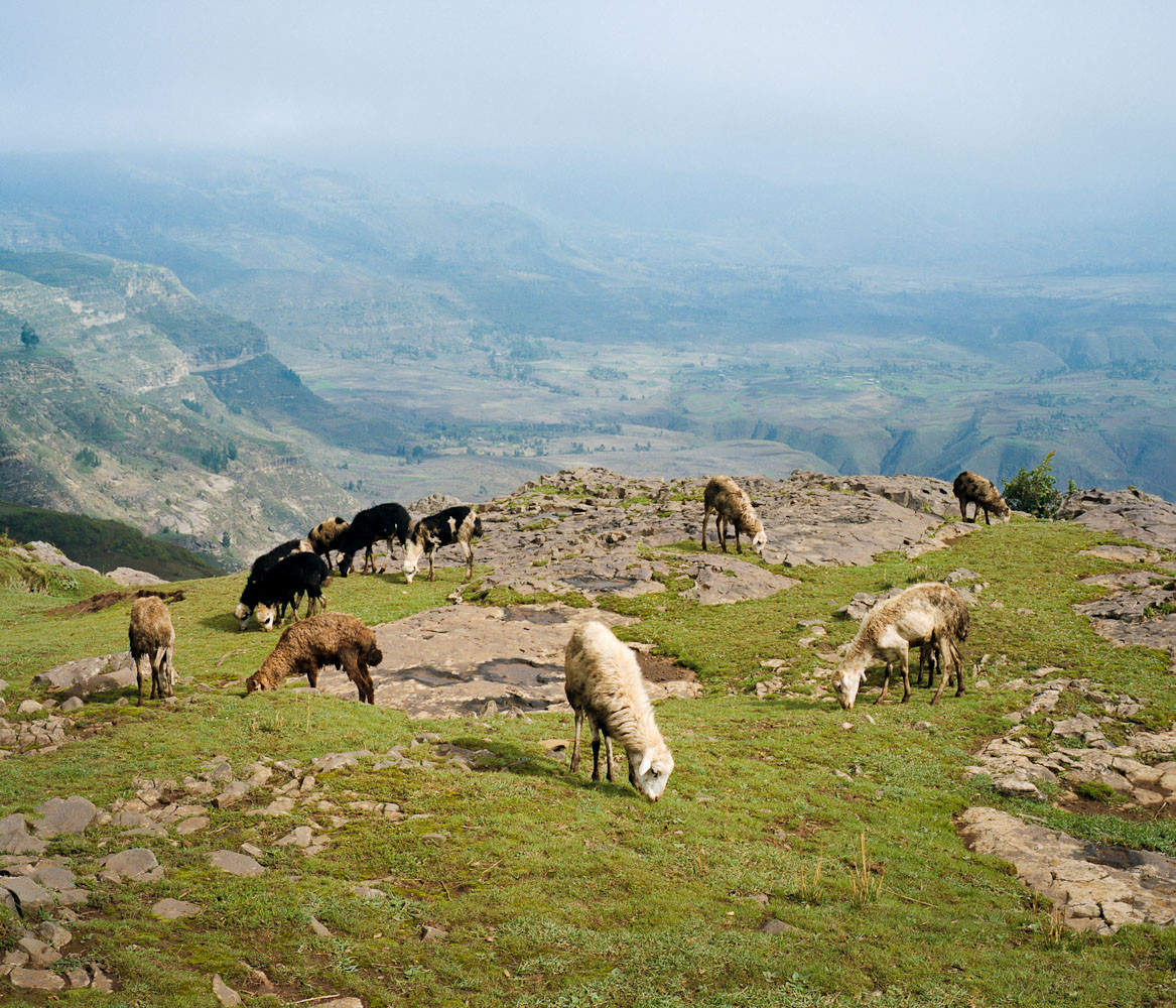 Sheep grazing in the Wollo Highlands, Ethiopia